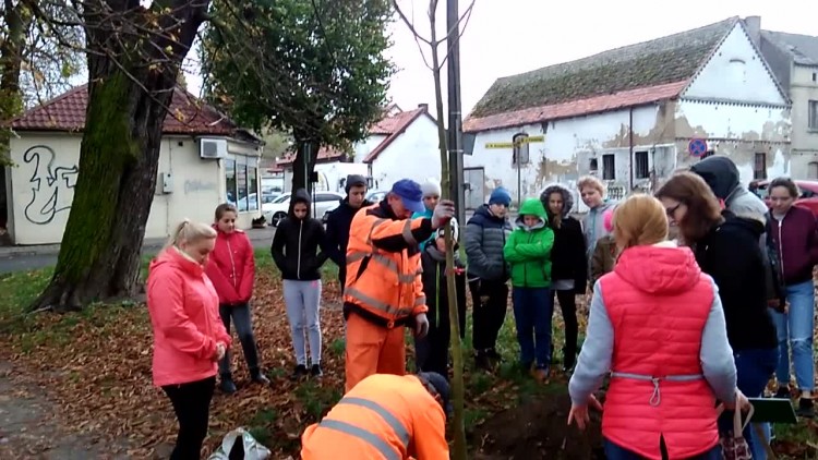 sadzenie_kasztanowcow_1.mp4