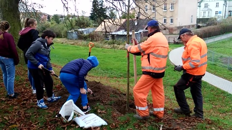 sadzenie_kasztanowcow_3.mp4