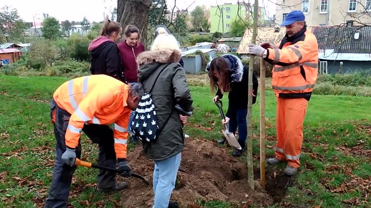 sadzenie_kasztanowcow_4.mp4