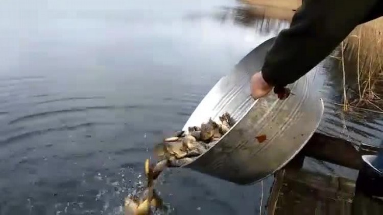 zarybianie_jeziora_karpaty_1.mp4