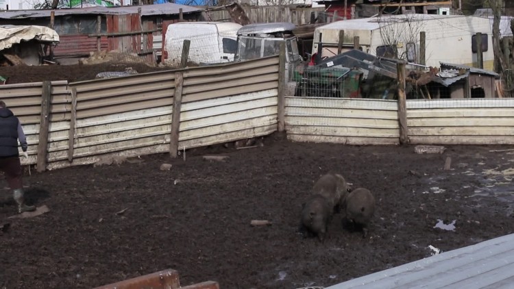 swinie_brodza_w_bagnie_1.mp4