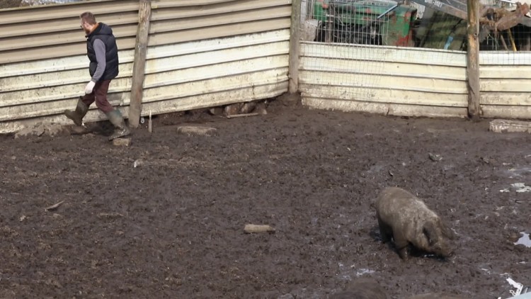 swinie_brodza_w_bagnie_2.mp4