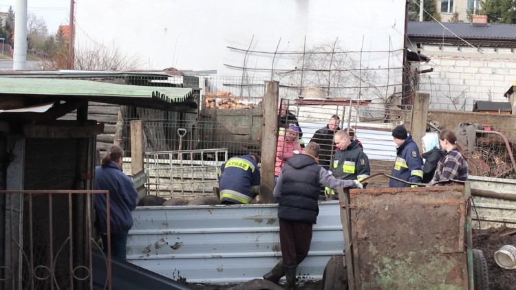 zaganianie_swin_1.mp4