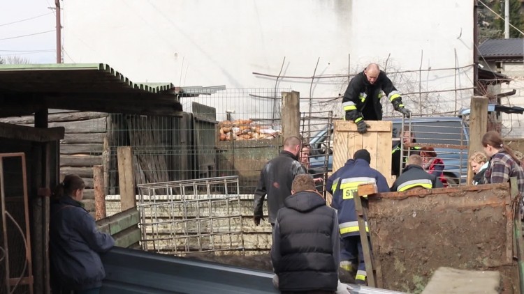 zaganianie_zwierzat_1.mp4