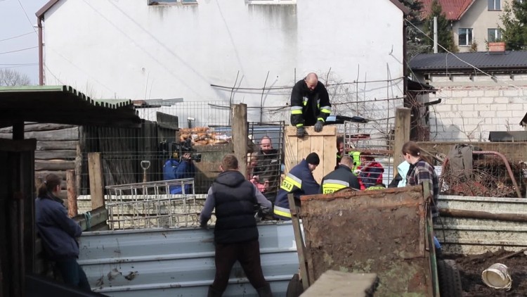 zaganianie_zwierzat_2.mp4