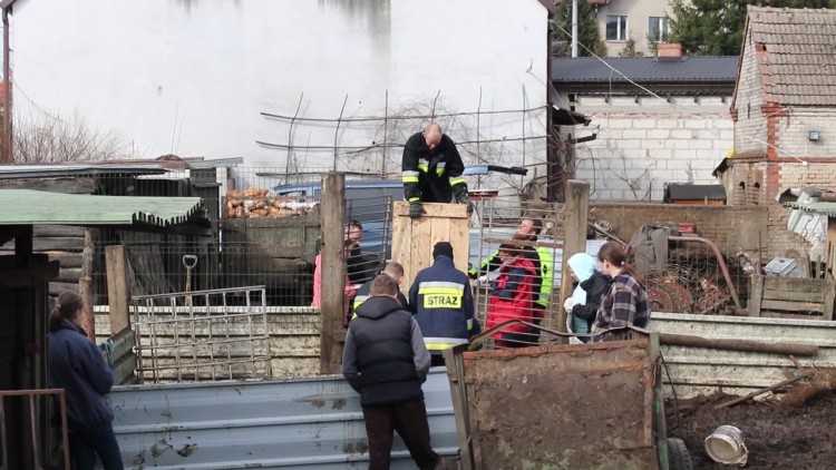 zaganianie_zwierzat_3.mp4