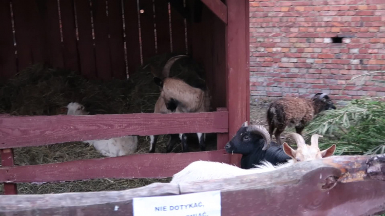 szopka_bozonarodzeniowa_moryn_2018_61mrb6skbps8gcs_.mp4