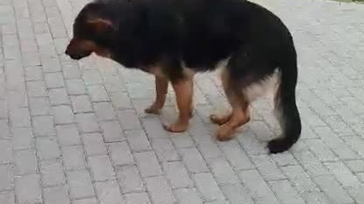 video-1553199903.mp4