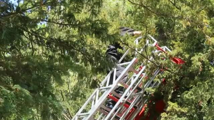 odcinanie_kokonu.mp4