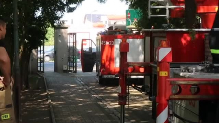 pszczoly_do_rojownika.mp4