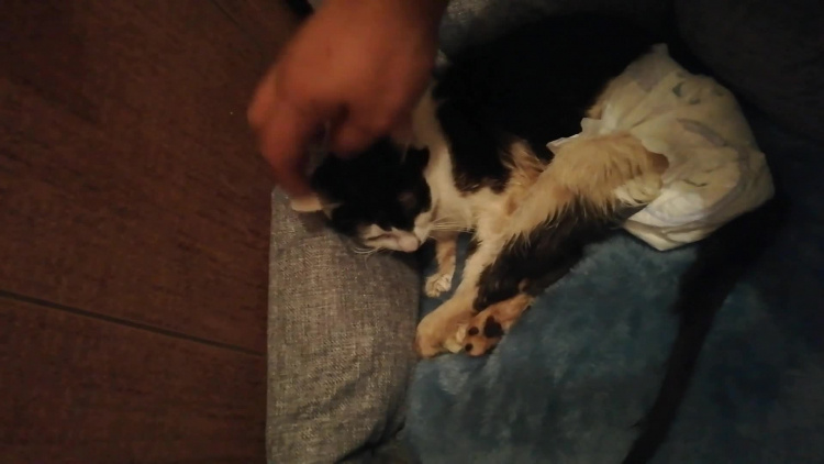 kotka_megi_z_ulicy_targowej.mp4