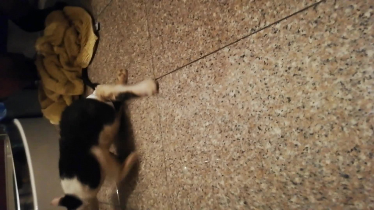 kotka_megi_z_ulicy_targowej_2.mp4