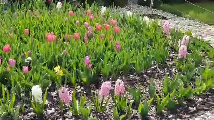 video-1586611308.mp4