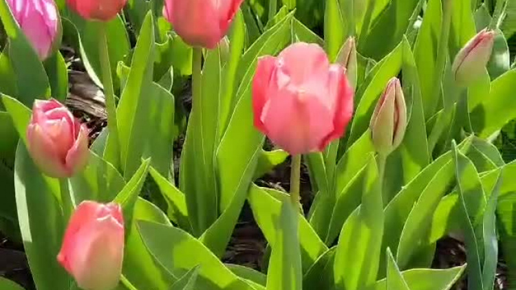 video-1586611419.mp4