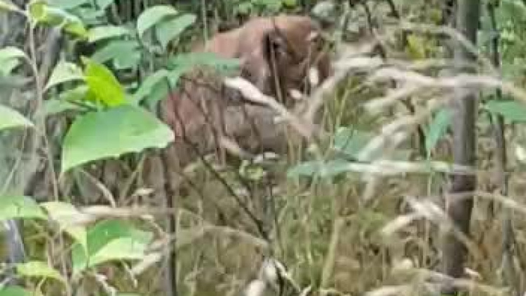 rysie_rdlp_szczecin.mp4