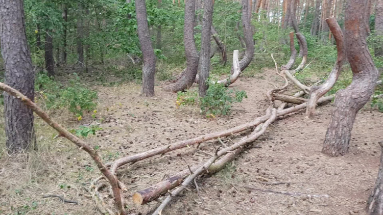 krzywy_las_30072020.mp4