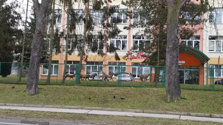 owce-w-gryfinie-1.mp4