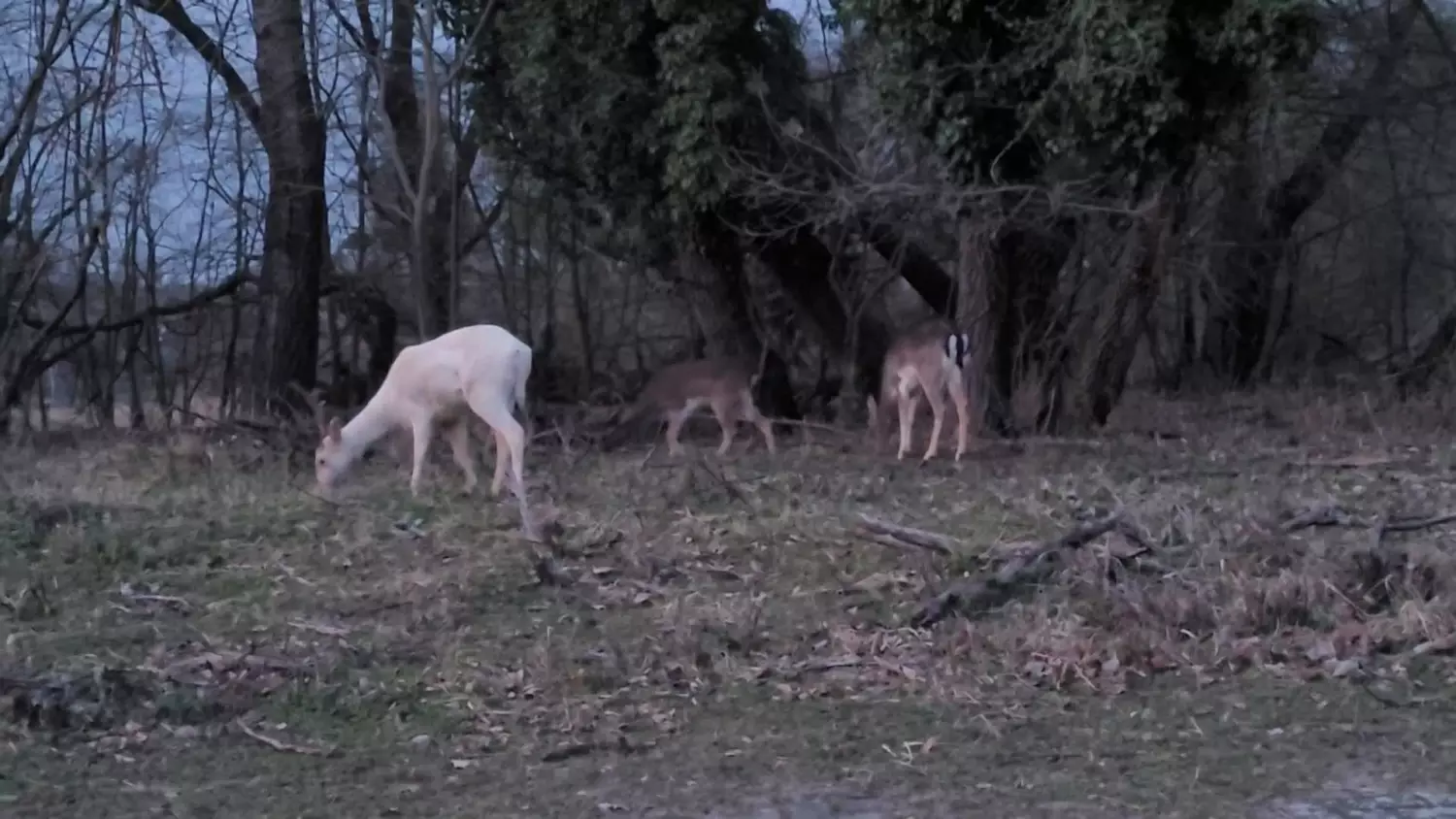 daniele-w-bielinku-1-marzec-2024-r.mp4